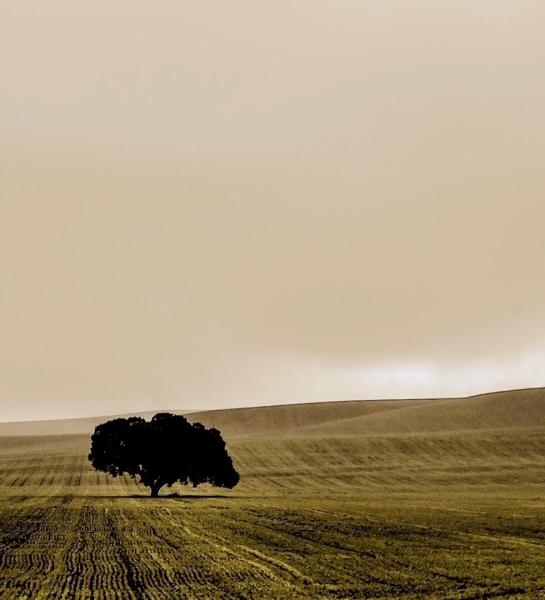 Deforestacion