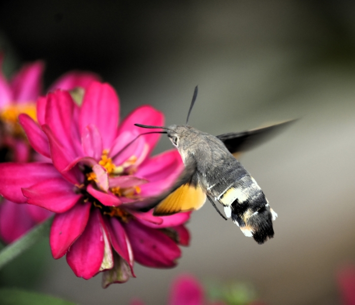 LA ALIMENTACION DE LA NATURALEZA