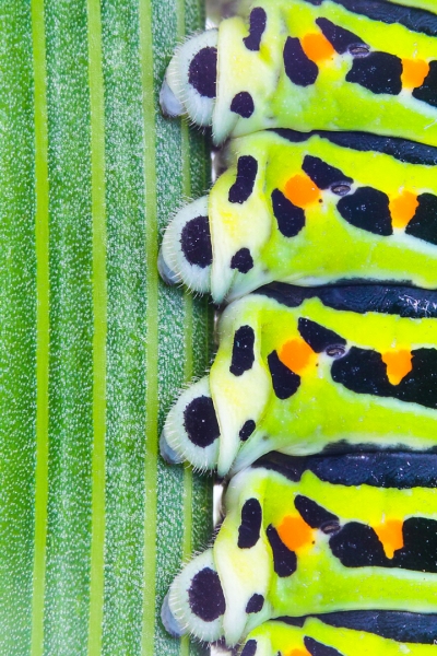 Papilio machaon sobre hinojo