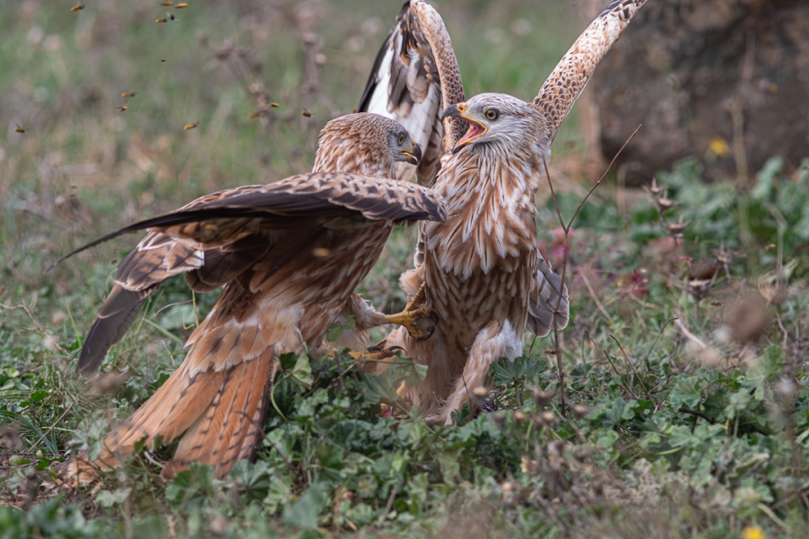 Pelea de milanos reales