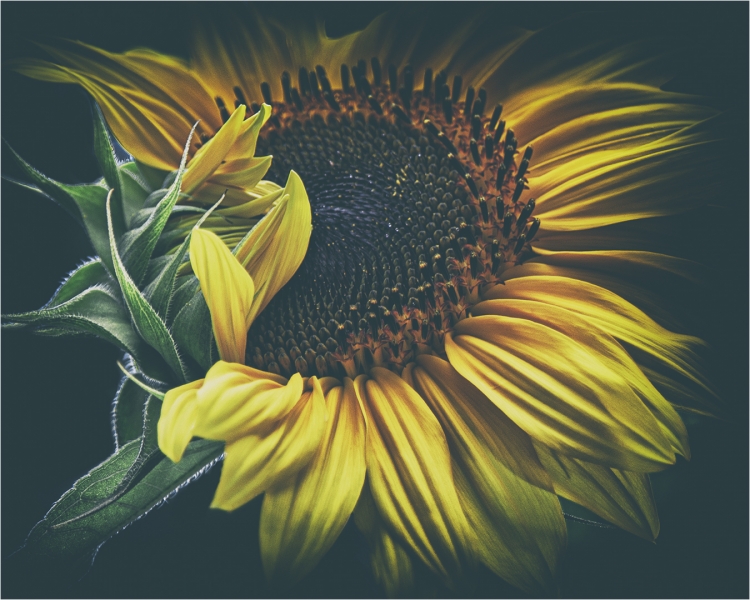 El girasol tímido
