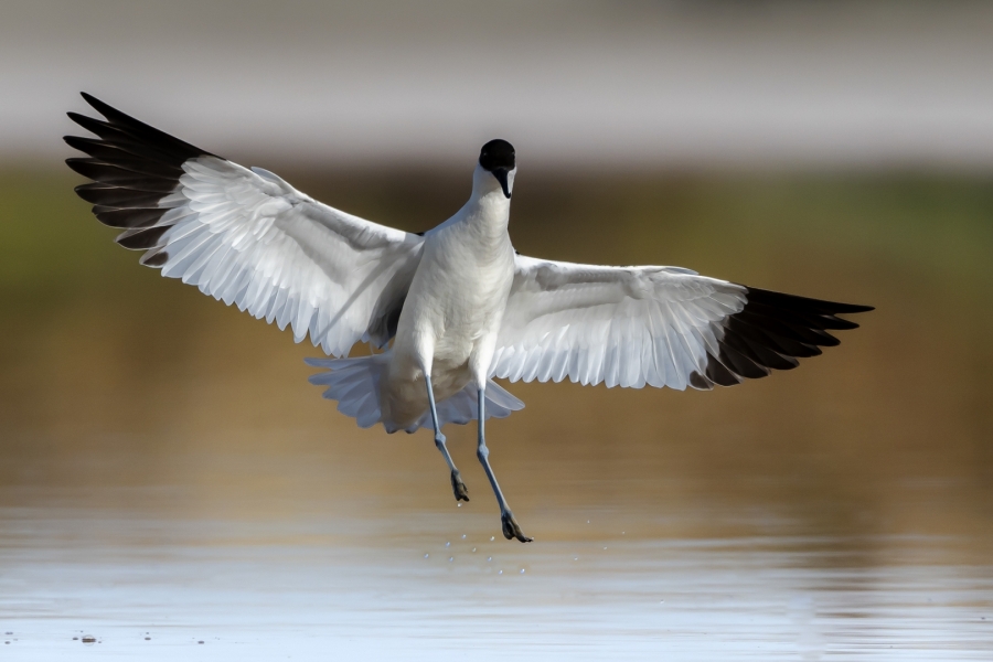 Avoceta llegando a la salina.