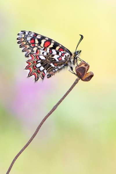 Mariposa 7