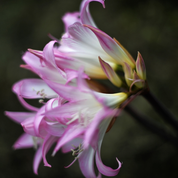 FLOR