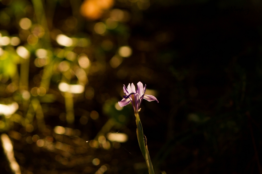 Luces y sombras