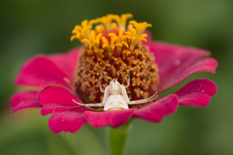 Araña Cangrejo