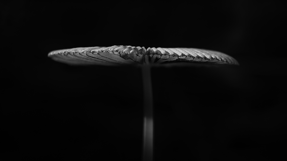 Fungo