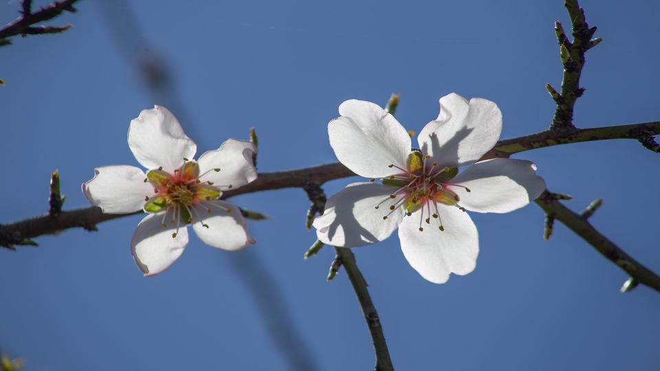 ALMENDRO EN FLOR