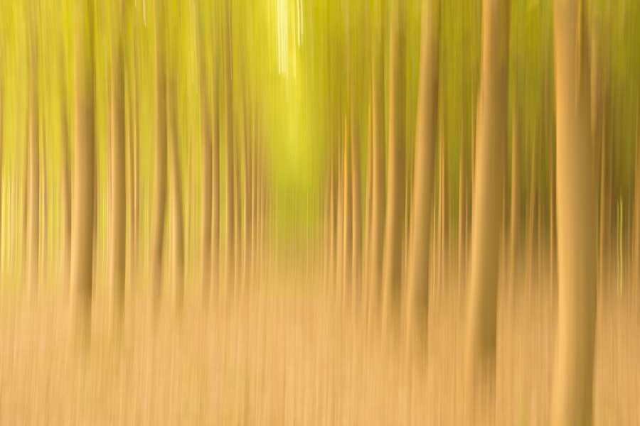 Along the Forest