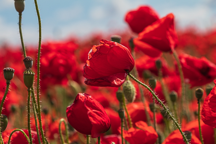 Amapolas
