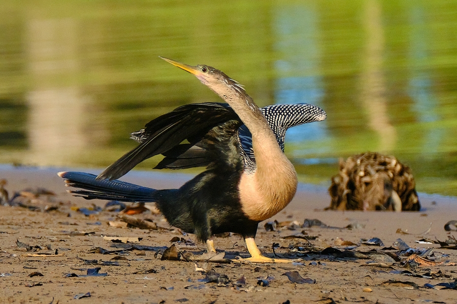 Anhinga americana
