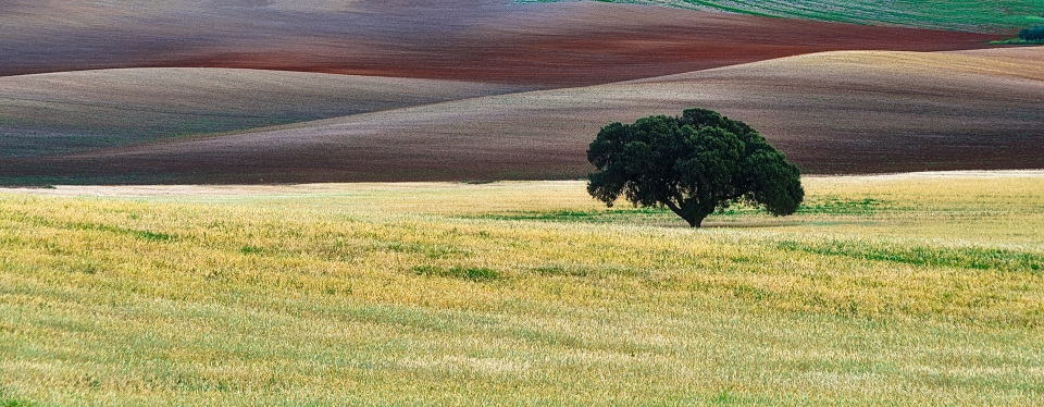 Árbol solitario