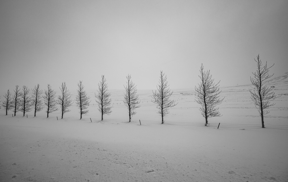 Naturaleza invernal