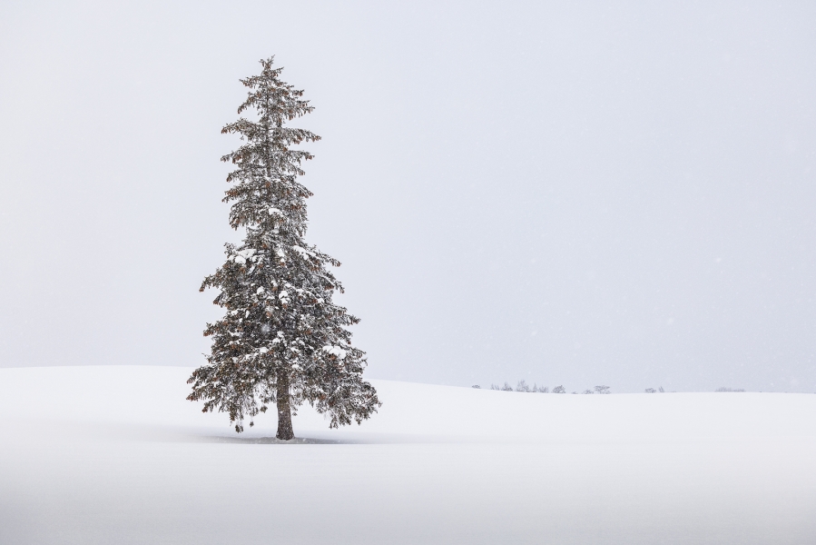 Bajo la nieve