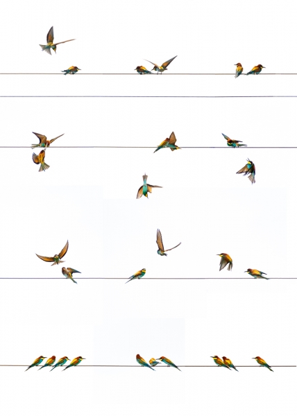 BIRD´S SYMPHONY