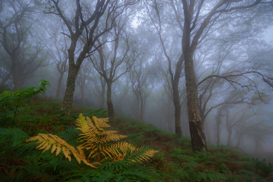 BOSQUE MAGICO