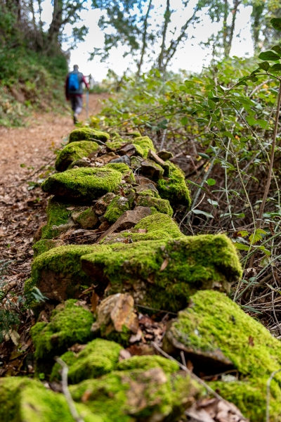 Camino de otoño