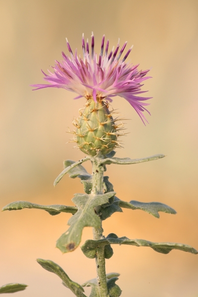 Centaurea costera