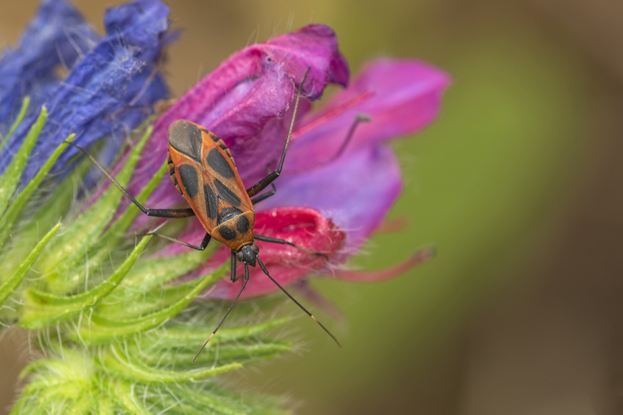 Colores de vida