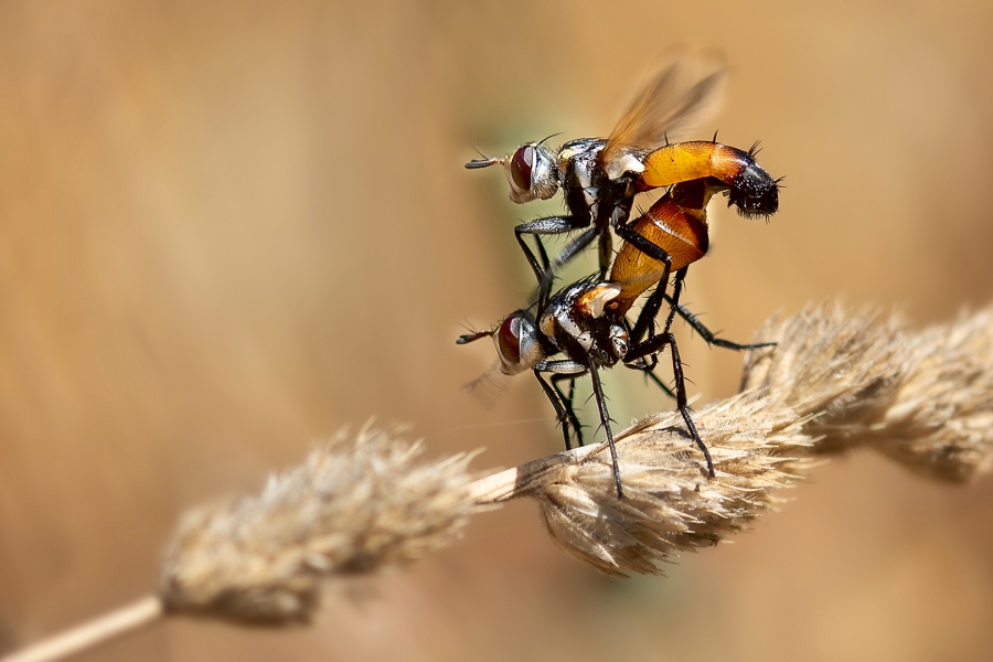 Cópula ANDALUZA