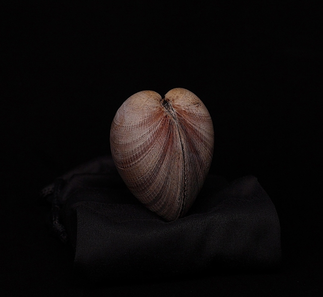 Corazón de mar