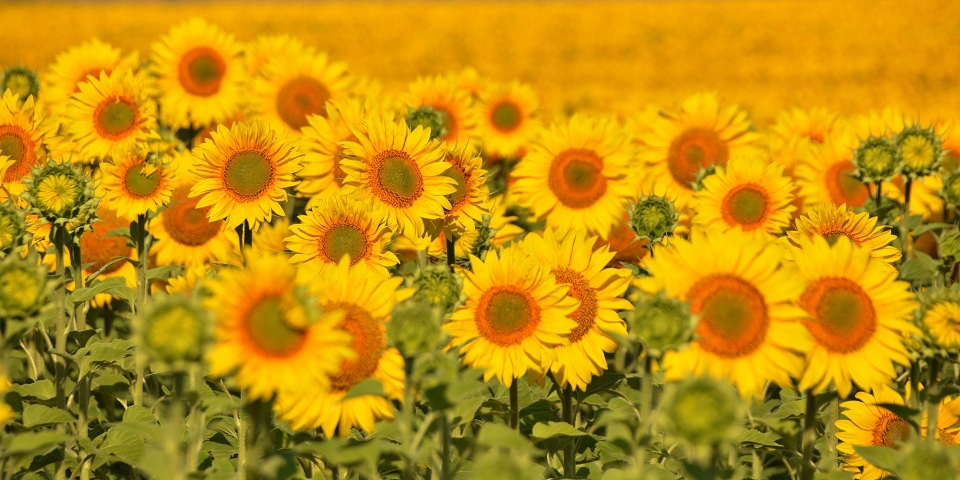 Mil flores de Fibonacci