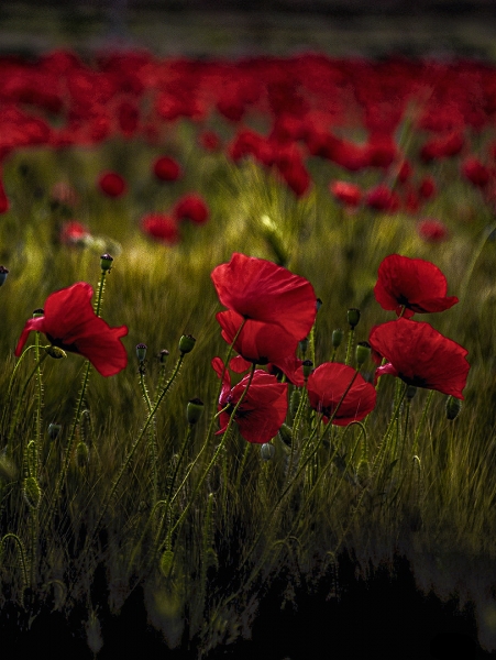 Tiempo de amapolas