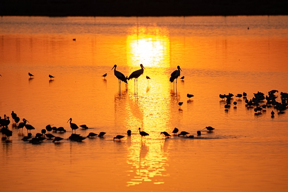 Moritos, flamencos y cigüeñuelas