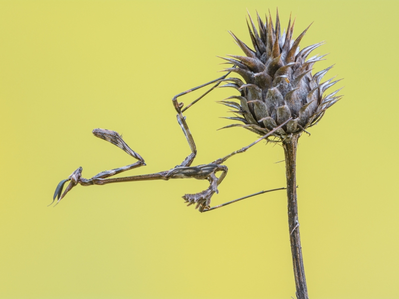 Empusa pennata