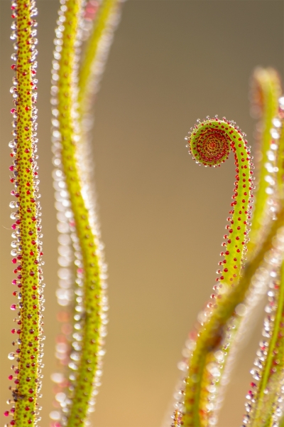 Espiral de cristal