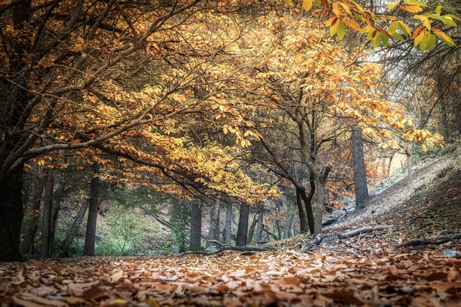 EN PLENO OTOÑO