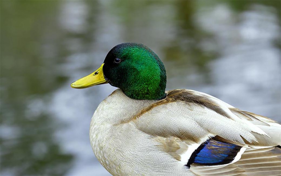 Isleta de los patos