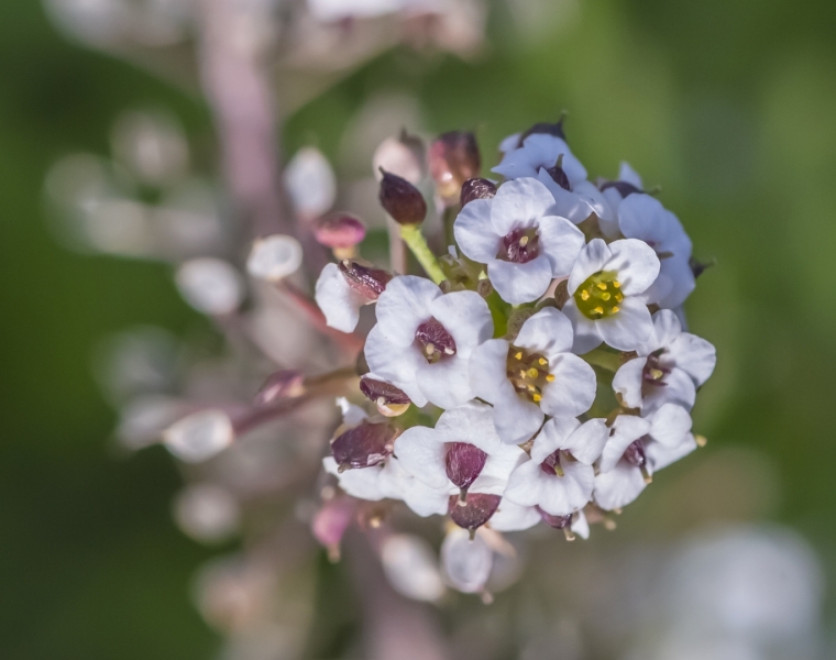 Flor de miel (lobutaria maritima)