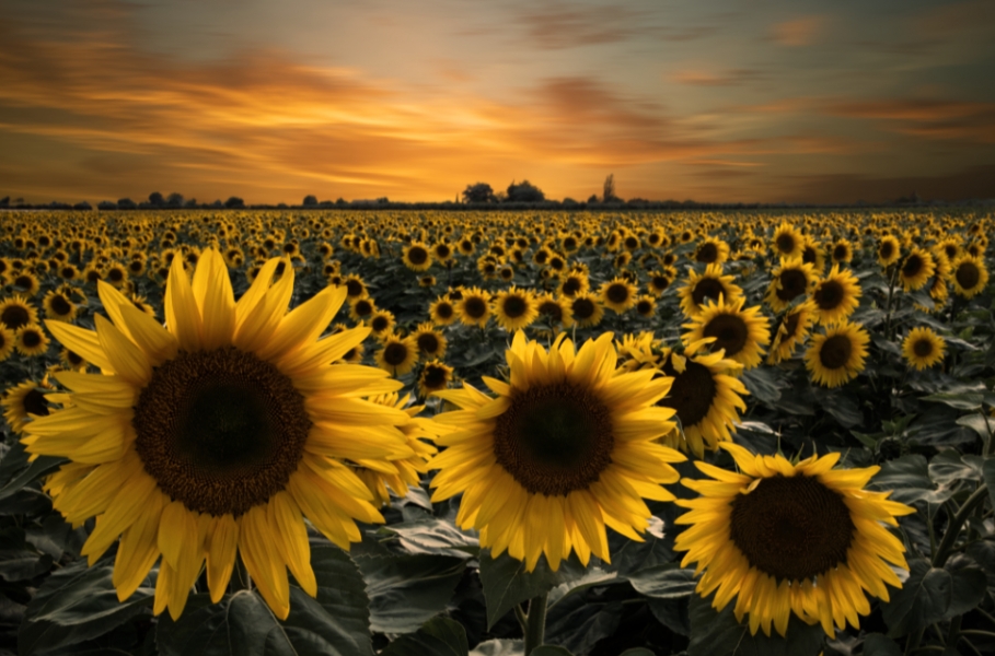 sunflowers