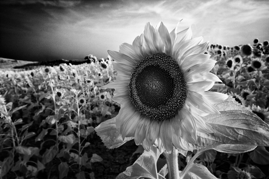 Girasoles
