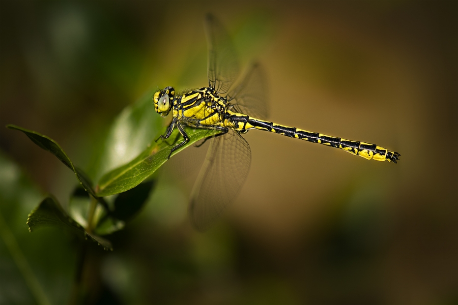 Gomphus graslinii FAF