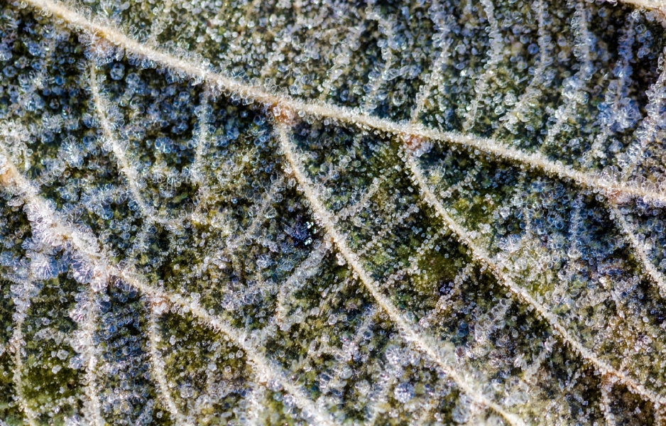 Hoja helada