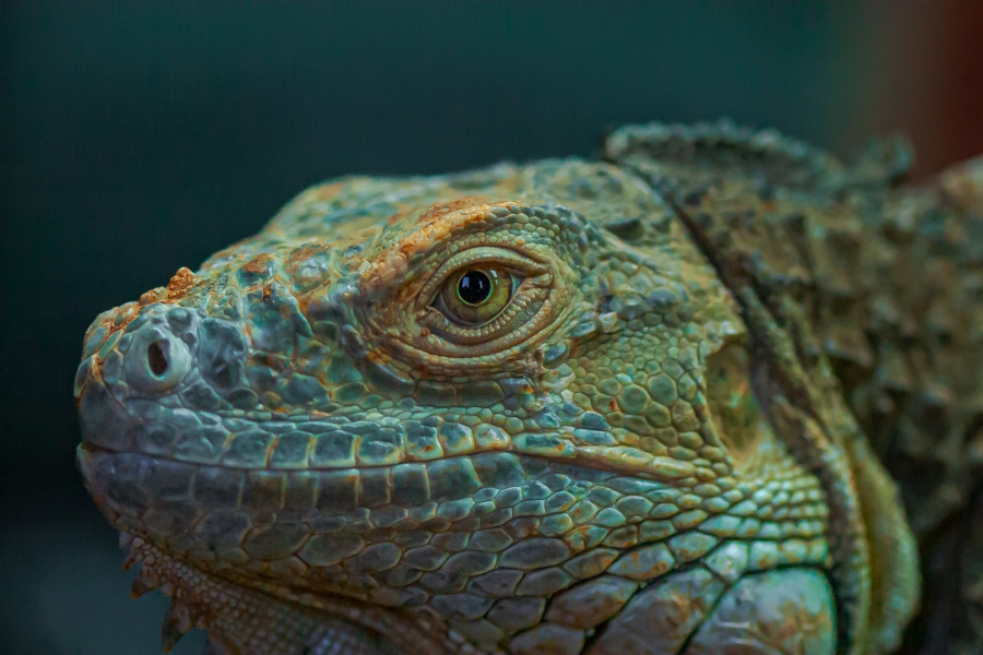 Iguana