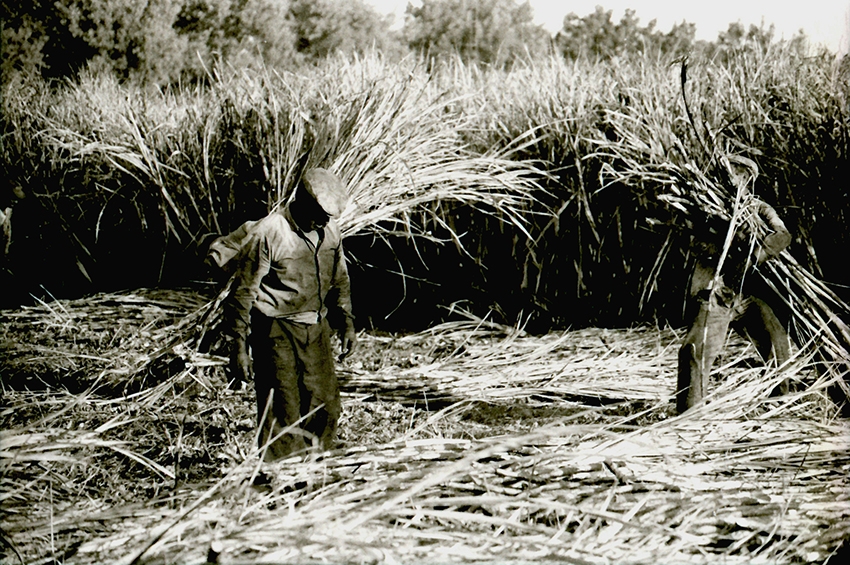 &quot;Hombres de caña&quot;