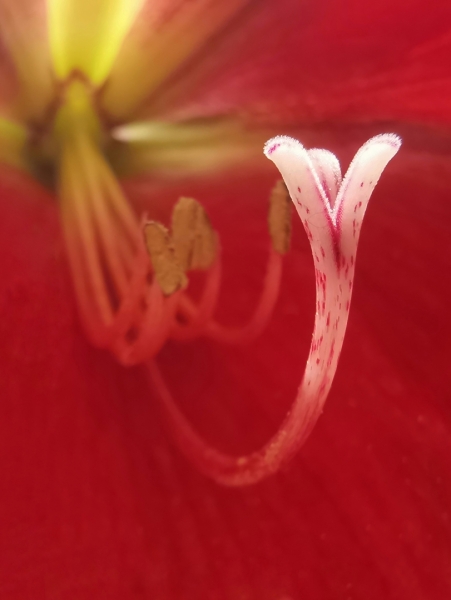 Rojo