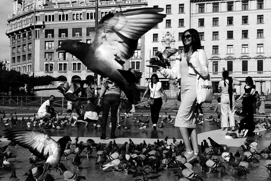 Jugando con las palomas