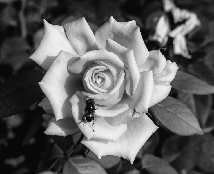 Rosa con visita
