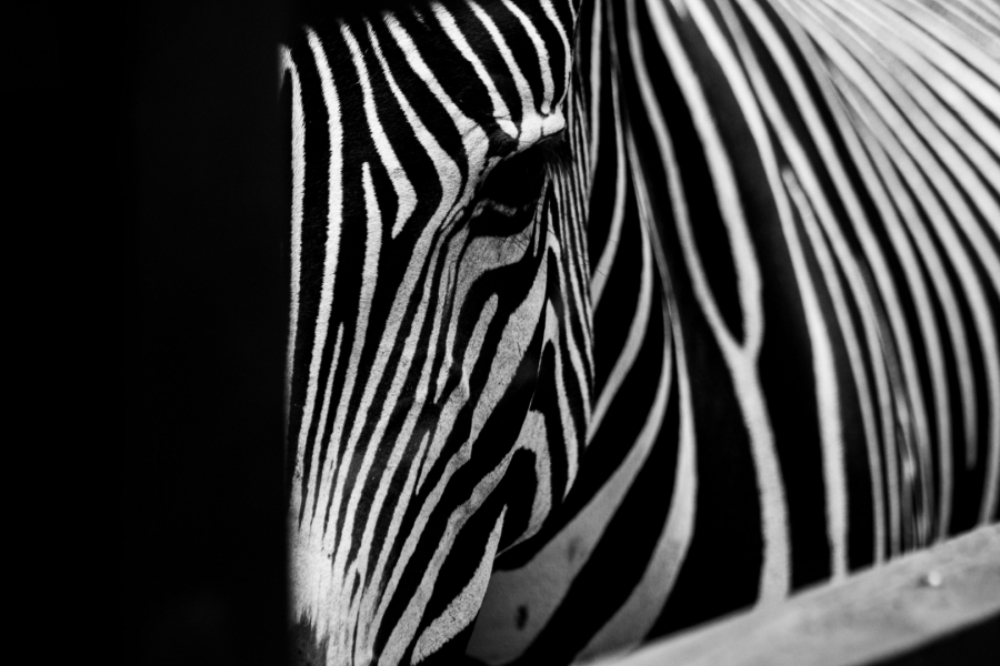 Mirada en blanco y negro
