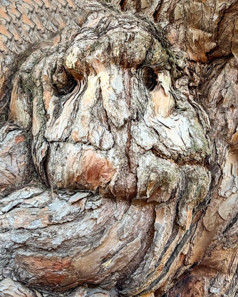 PARAEDOLIA