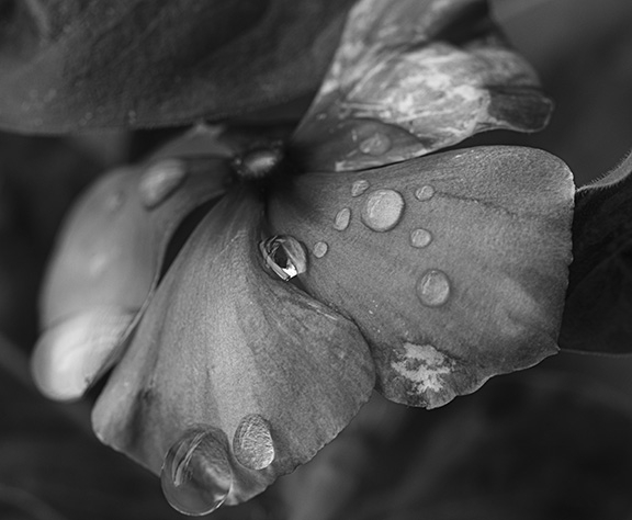 gotas de lluvia