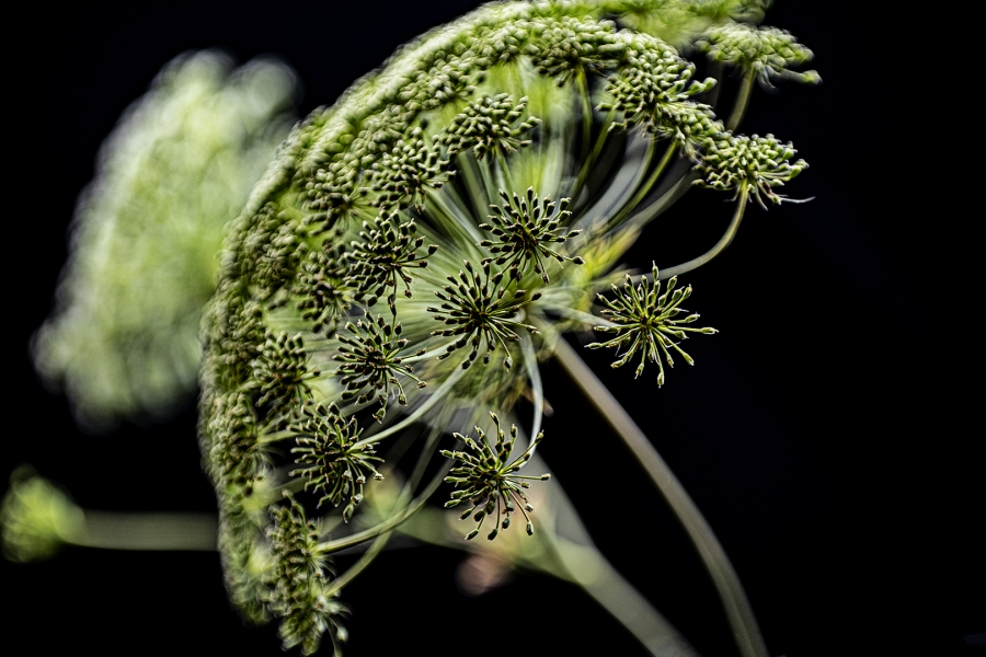 Primavera