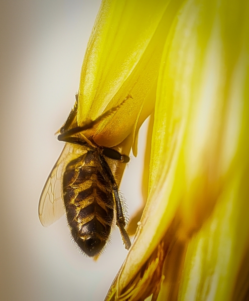 La abeja