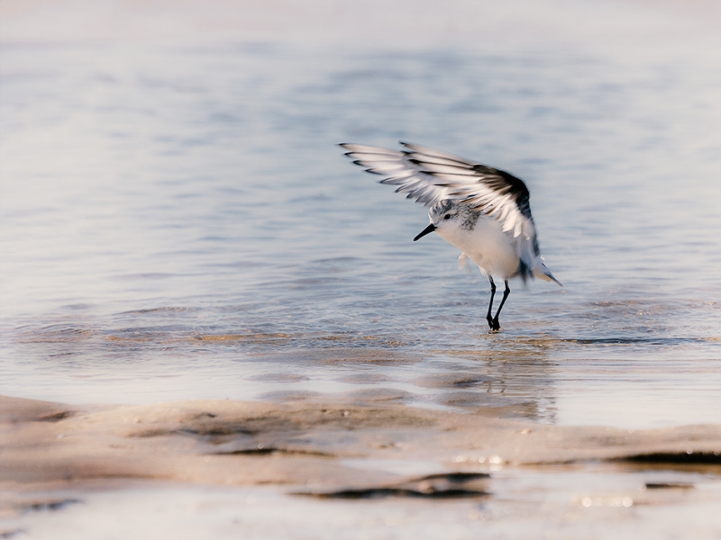 Levantando el vuelo
