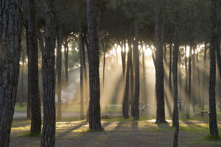 Luz en los pinares