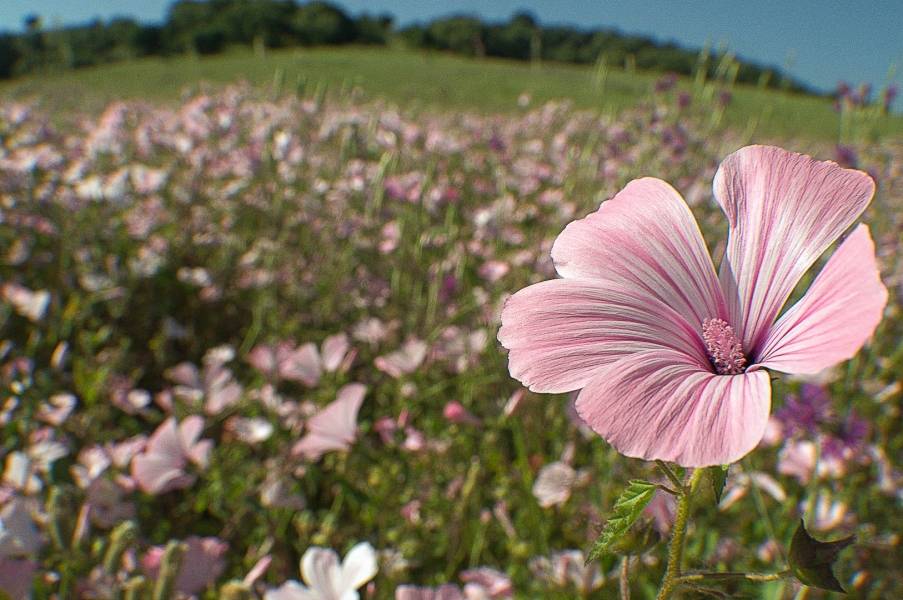 Malva